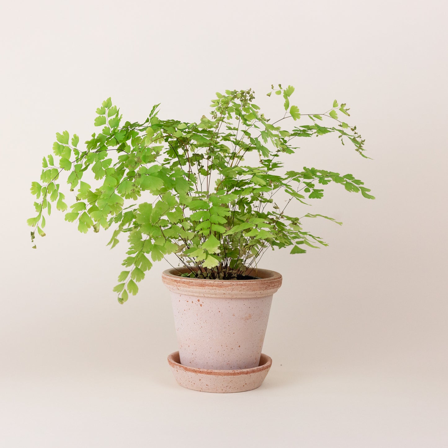 Flora Pot with Saucer
