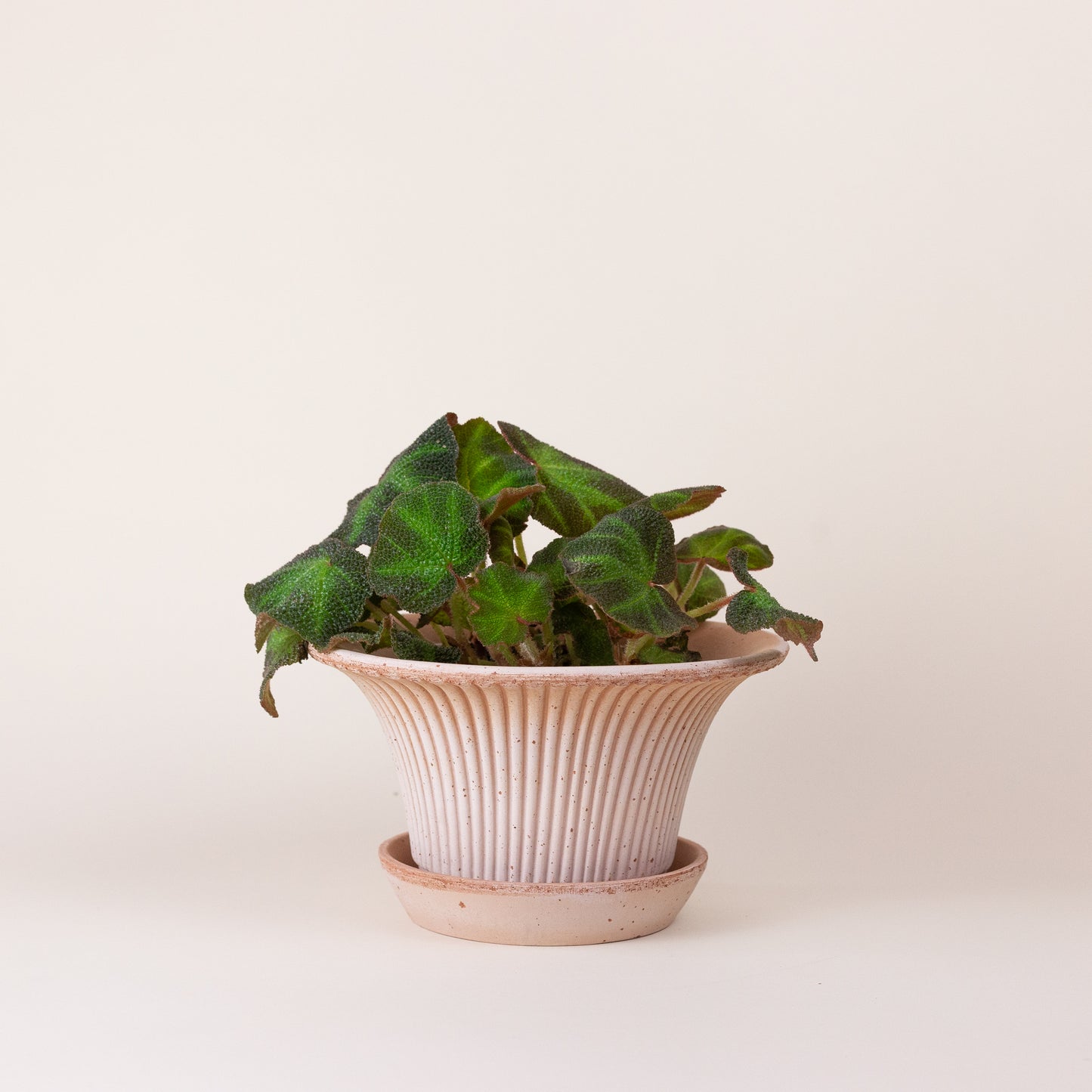Daisy Pot Ø25 with Saucer